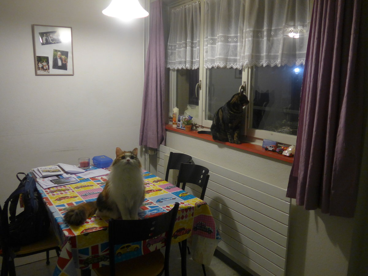(214'178) - Katze Nimerya und Kater Shaggy in der Kche am 12. Februar 2020 in Thun