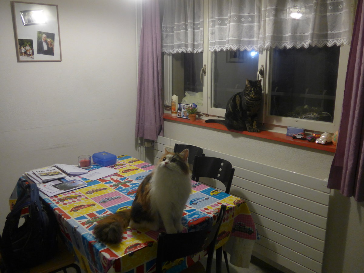 (214'179) - Katze Nimerya und Kater Shaggy in der Kche am 12. Februar 2020 in Thun