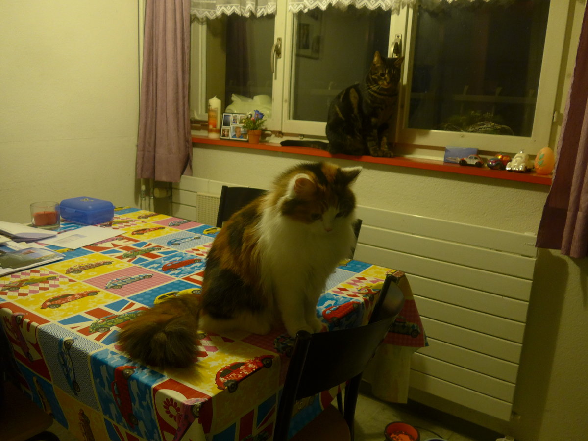 (214'180) - Katze Nimerya und Kater Shaggy in der Kche am 12. Februar 2020 in Thun