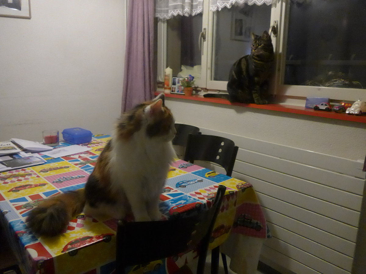 (214'181) - Katze Nimerya und Kater Shaggy in der Kche am 12. Februar 2020 in Thun