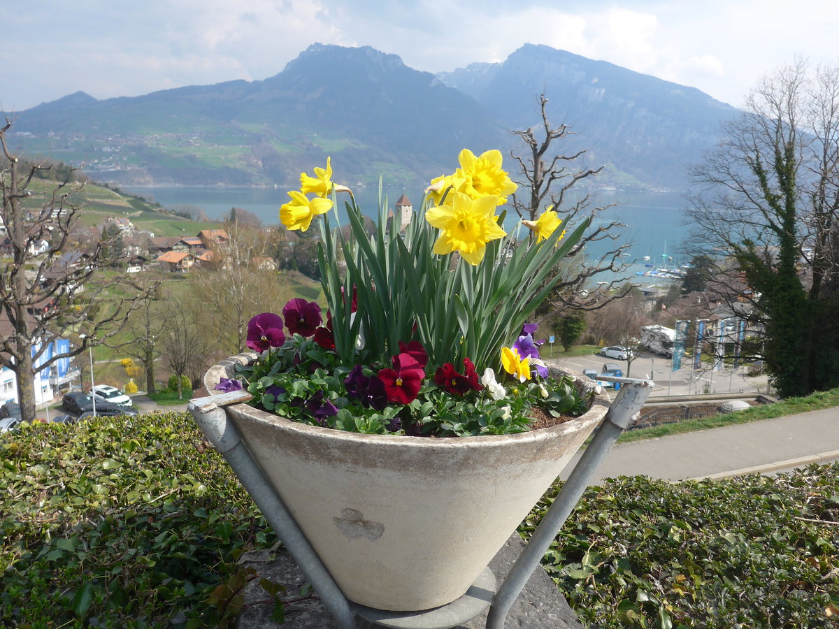 (215'295) - Das Schloss Spiez durch die Blumen am 20. Mrz 2020 vom Bahnhof Spiez aus