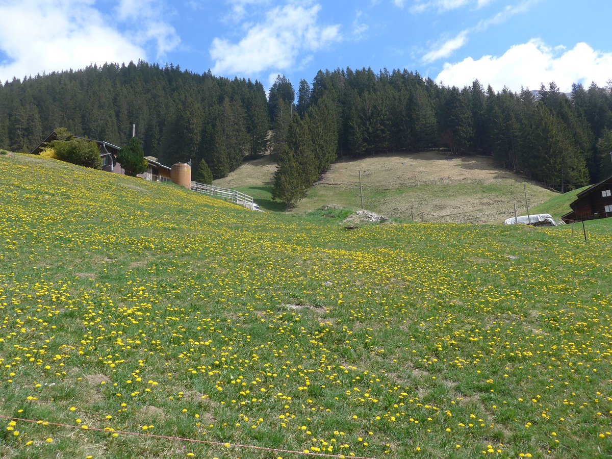 (216'420) - Lwenzahn am 24. April 2020 am Hirzbodenport bei Adelboden