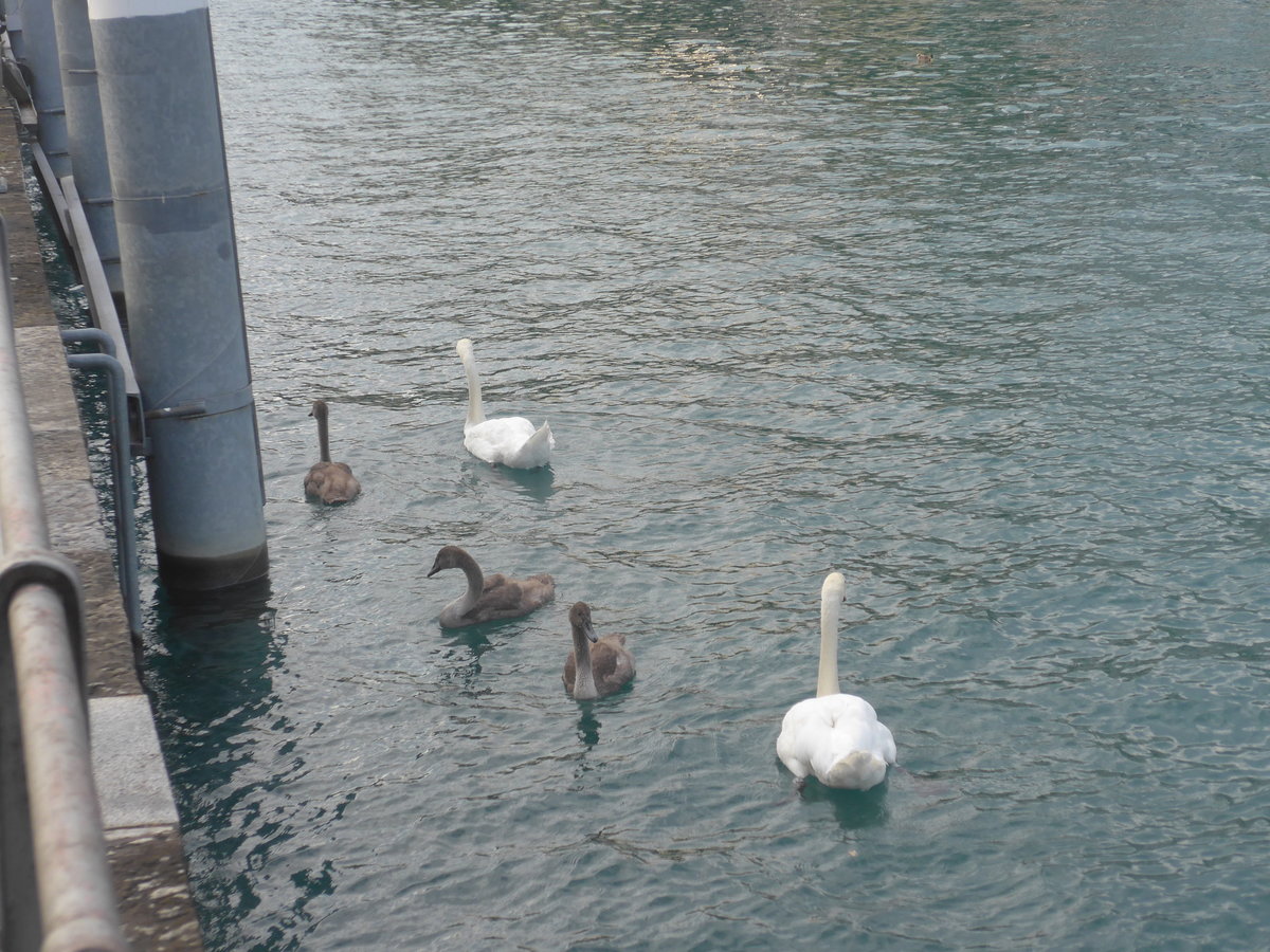 (220'161) - Schwanenpaar und drei Junge am 25. August 2020 an der Schifflndte Thun