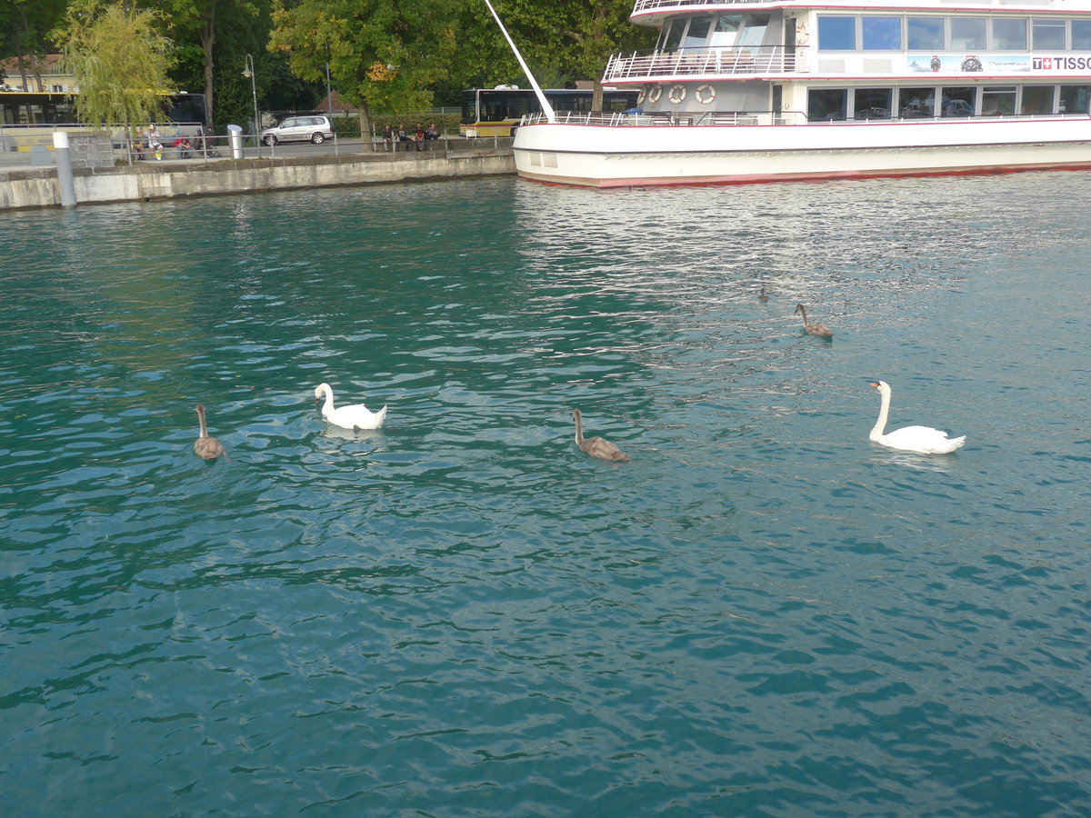 (220'163) - Schwanenpaar und drei Junge am 25. August 2020 an der Schifflndte Thun