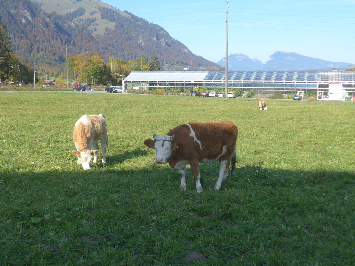 (222'128) - Klber am 19. Oktober 2020 in Frutigen