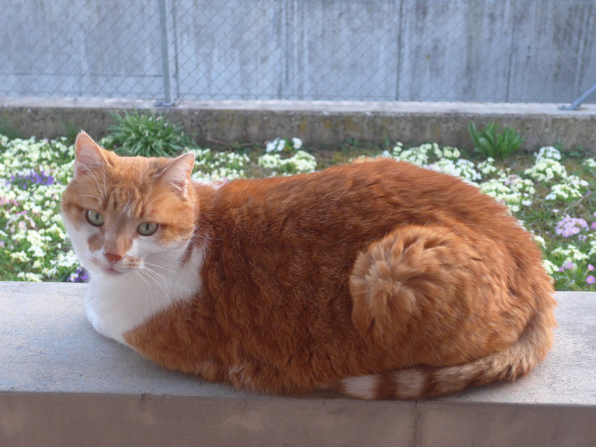 (224'642) - Kater Momo am 29. Mrz 2021 in Thun