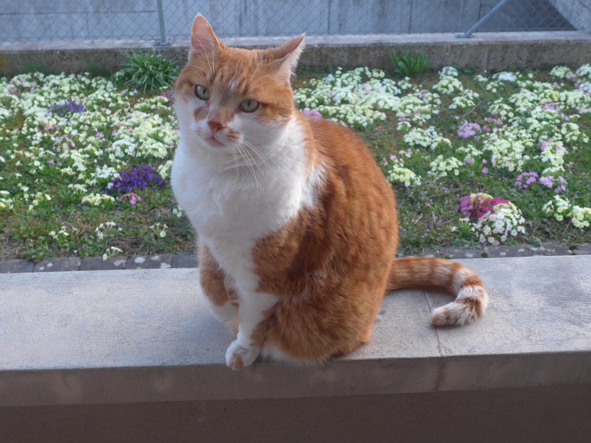 (224'646) - Kater Momo am 29. Mrz 2021 in Thun