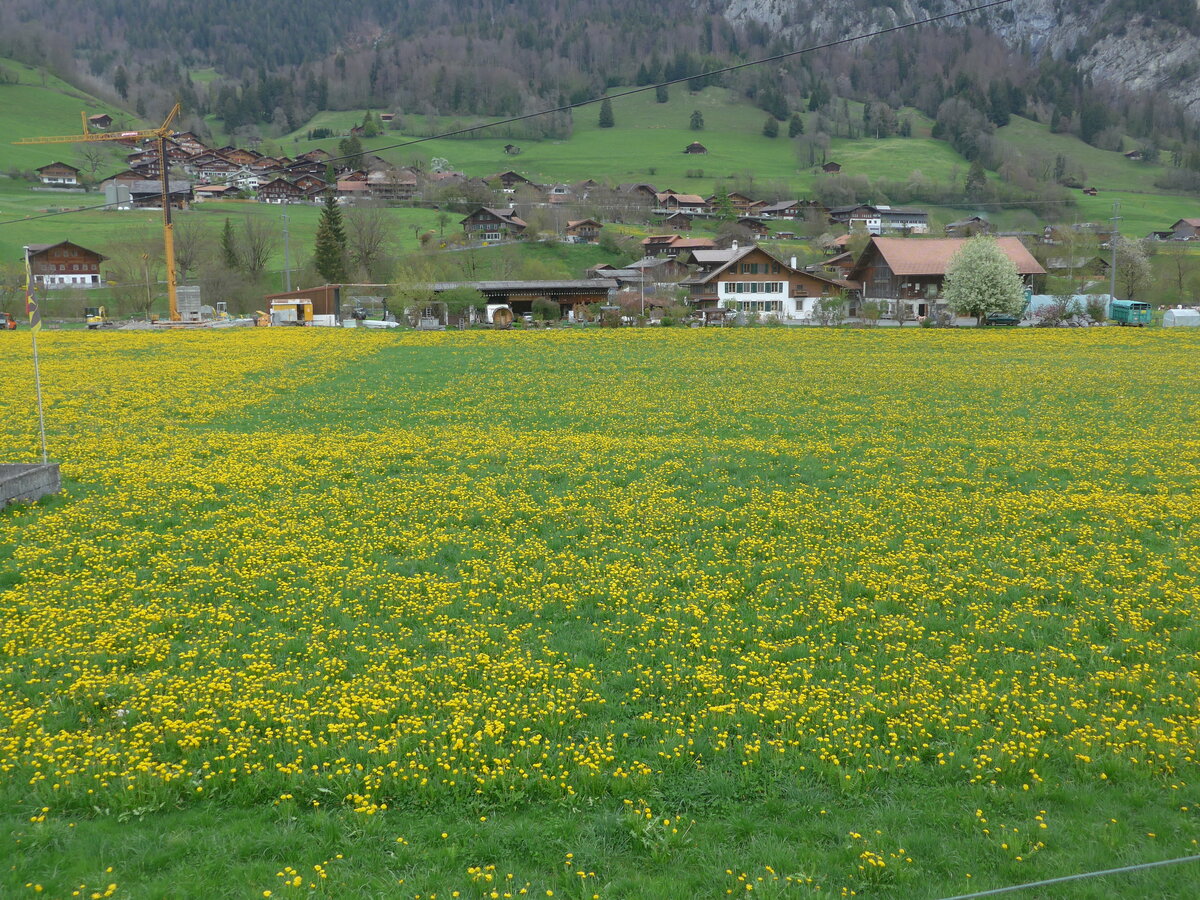 (225'342) - Lwenzahnwiese am 30. April 2021 bei Oey-Diemtigen