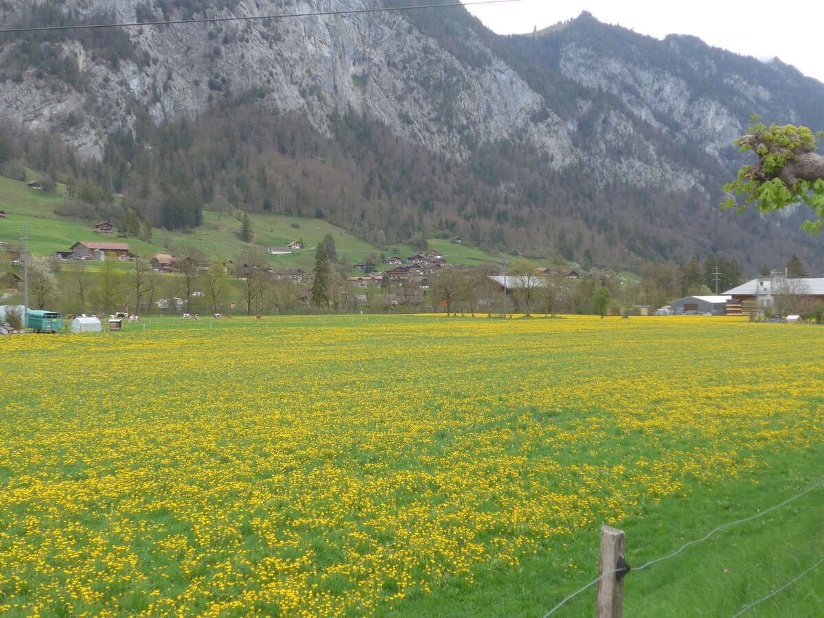 (225'343) - Lwenzahnwiese am 30. April 2021 bei Oey-Diemtigen