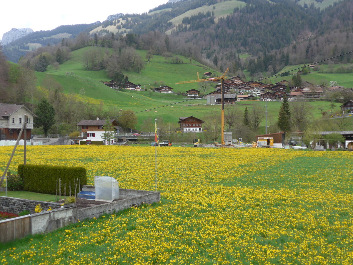(225'344) - Lwenzahnwiese am 30. April 2021 bei Oey-Diemtigen