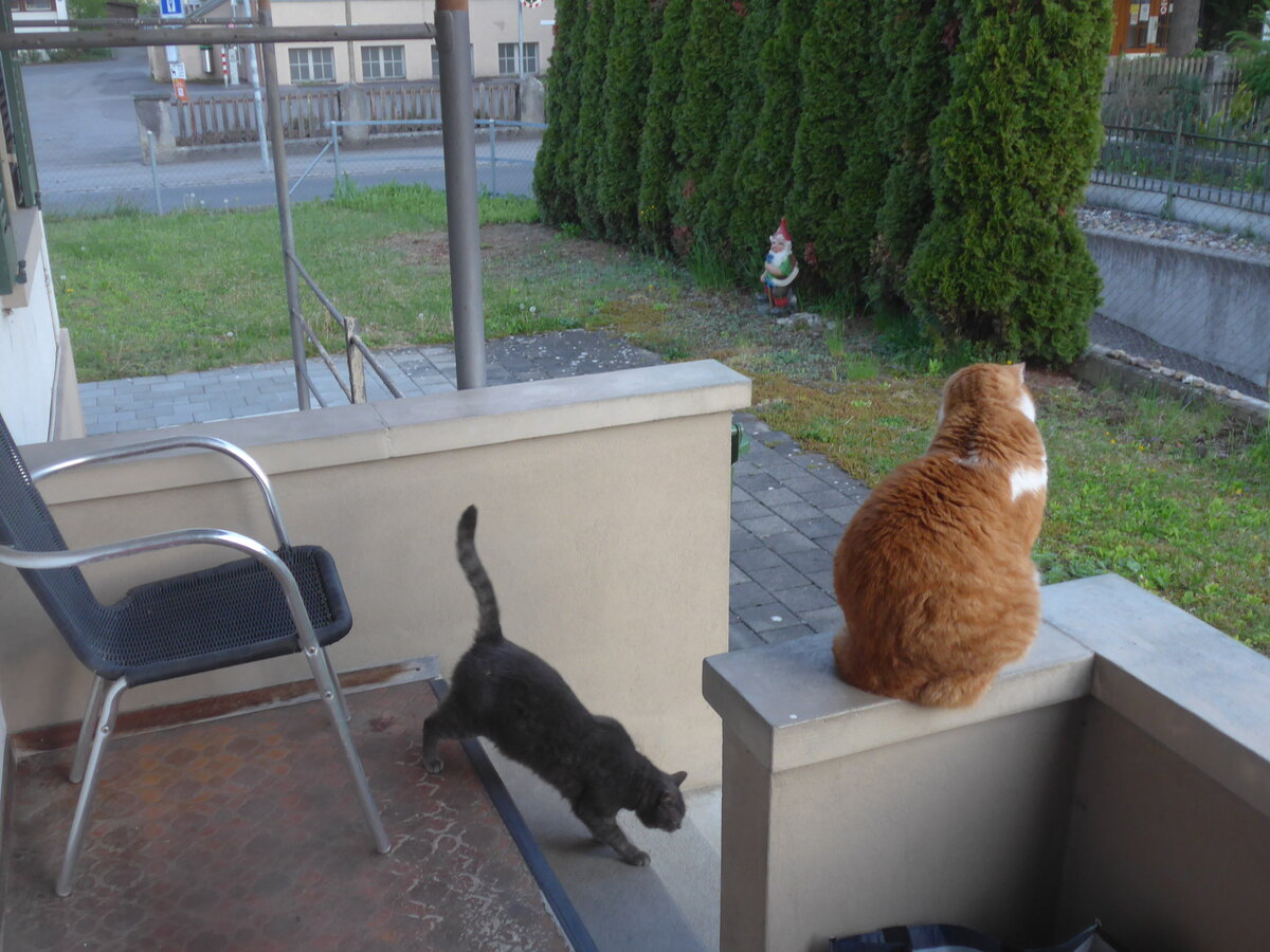 (225'507) - Katze Zana und Kater Momo am 3. Mai 2021 in Thun
