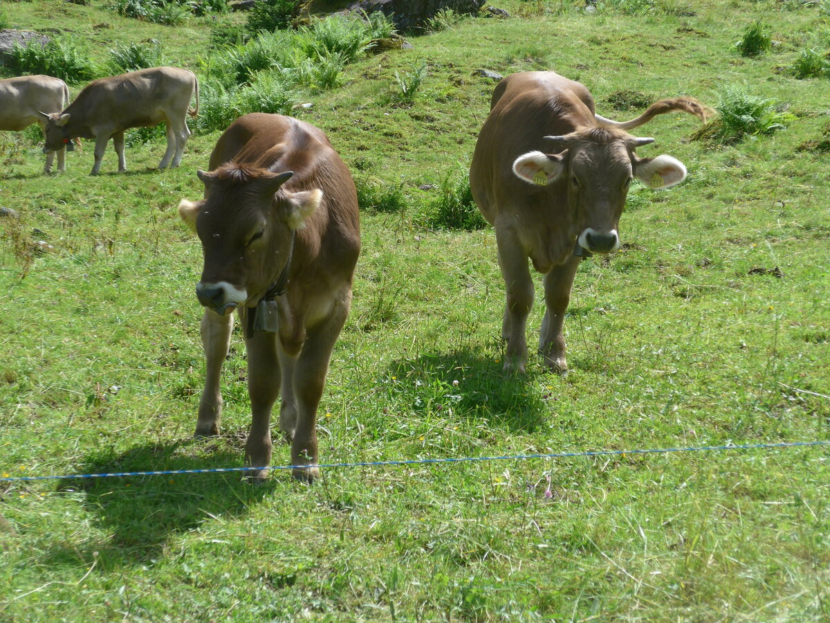 (226'444) - Khe am 12. Juli 2021 in Schwanden, Kies