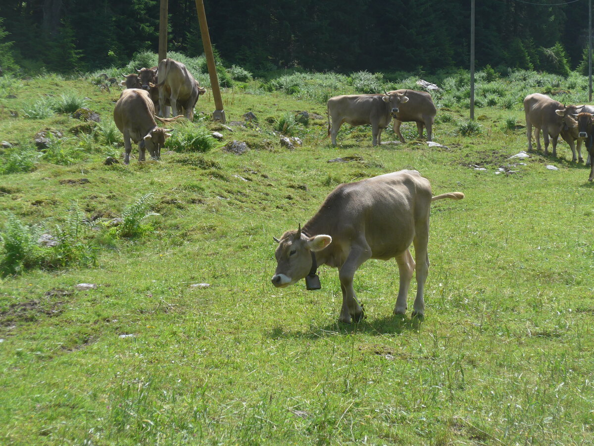 (226'446) - Khe am 12. Juli 2021 in Schwanden, Kies