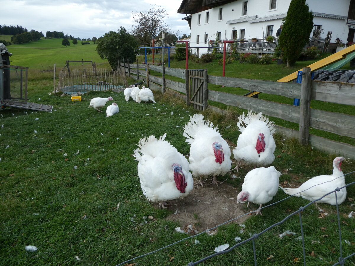 (228'658) - Truthhne auf der Scheidegger-Ranch am 3. Oktober 2021 bei Tramelan