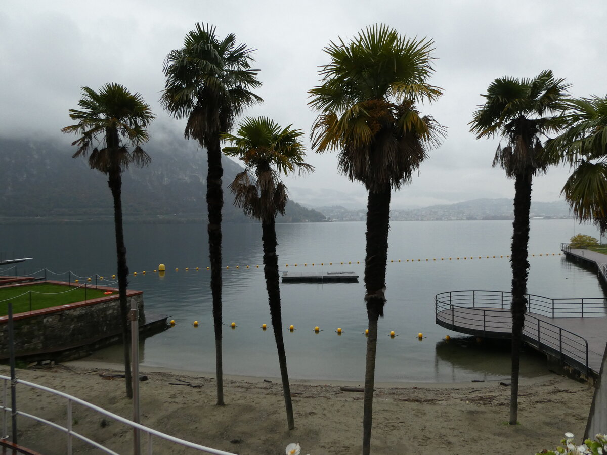 (242'743) - Palmen am Luganersee am 15. November 2022 in Campione