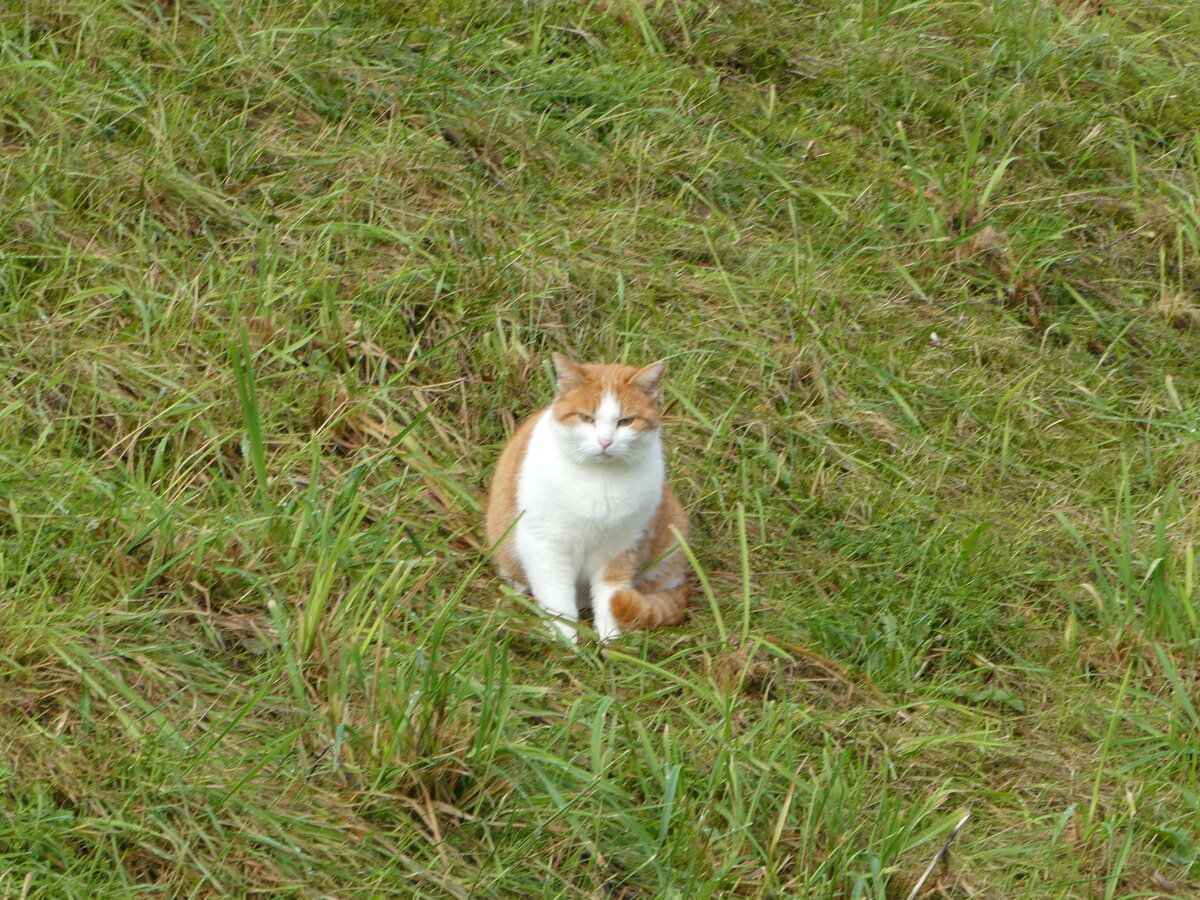 (244'085) - Katze am 21. Dezember 2022 in Altnau