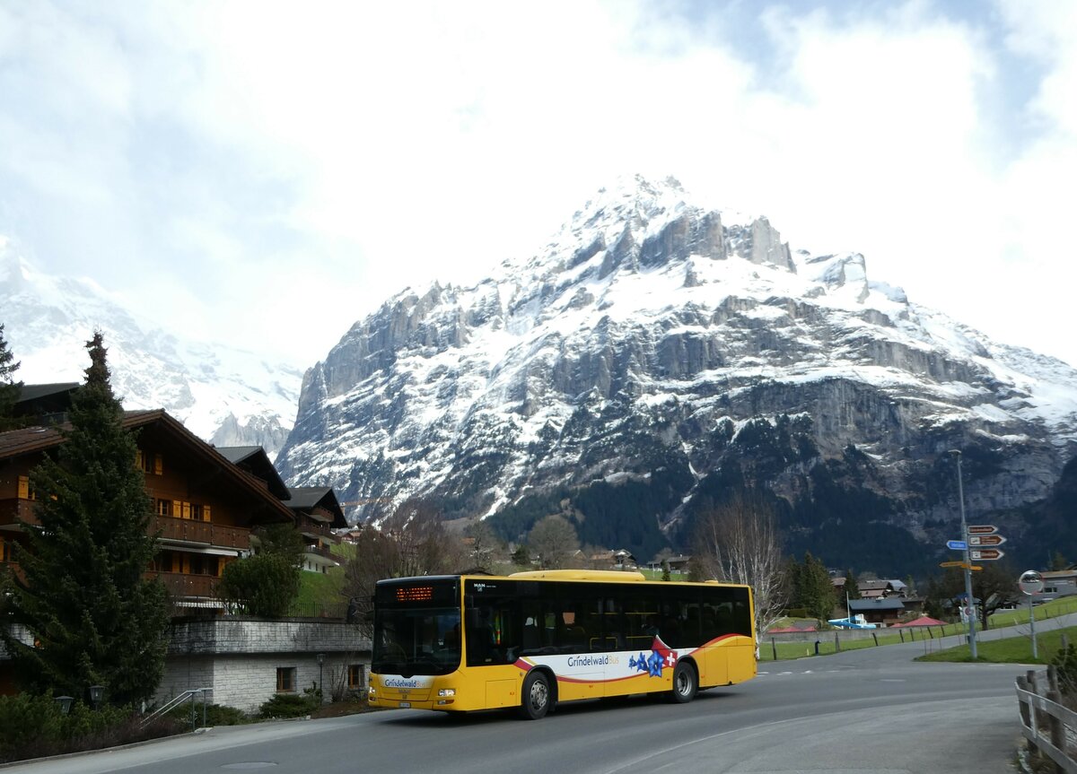 (248'822) - Grindelwaldbus, Grindelwald - Nr. 11/BE 261'865 - MAN/Gppel am 18. April 2023 in Grindelwald, Sge Grund