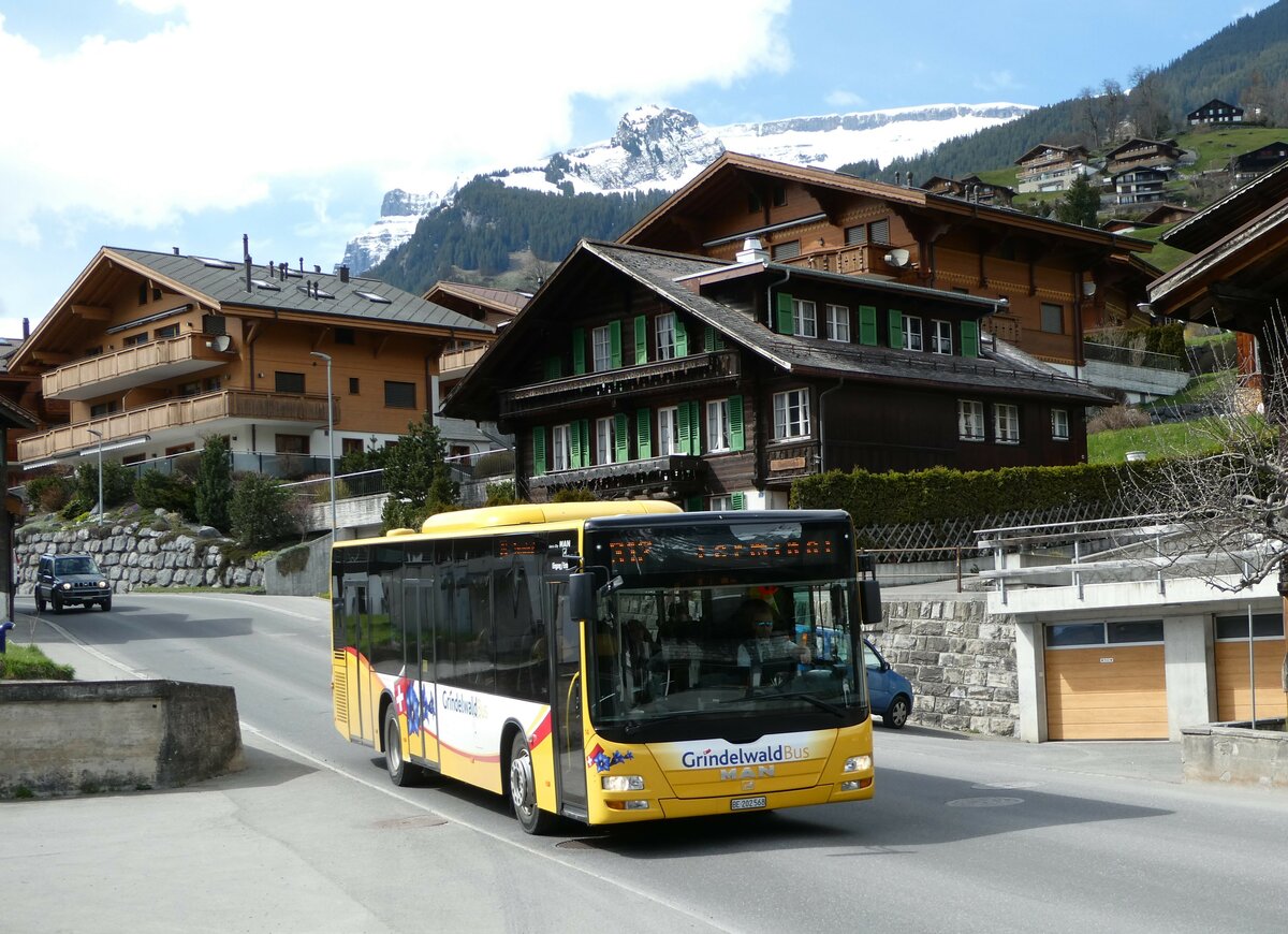 (248'823) - Grindelwaldbus, Grindelwald - Nr. 14/BE 202'568 - MAN/Gppel am 18. April 2023 in Grindelwald, Sge Grund