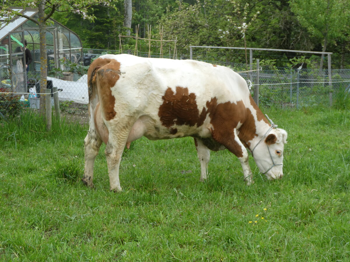 (250'407) - Kuh am 25. Mai 2023 in Oberbtschel, Btschelegg