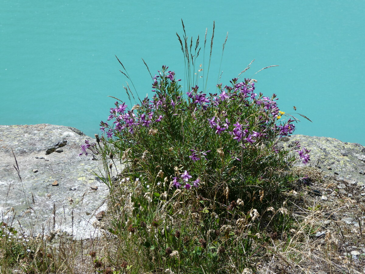 (252'559) - Alpenflora am Gscheneralpsee am 9. Juli 2023 auf der Gscheneralp