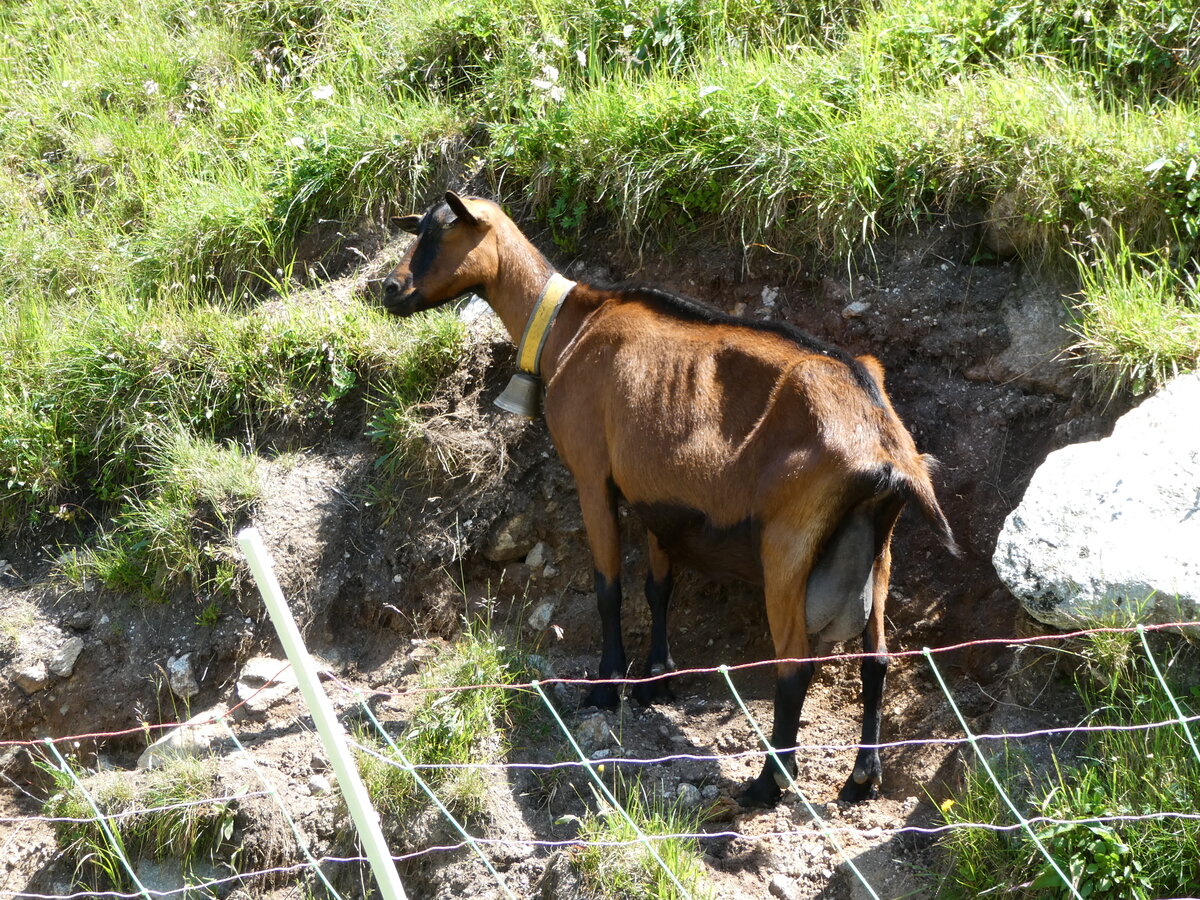 (252'562) - Ziege am 9. Juli 2023 auf der Gscheneralp