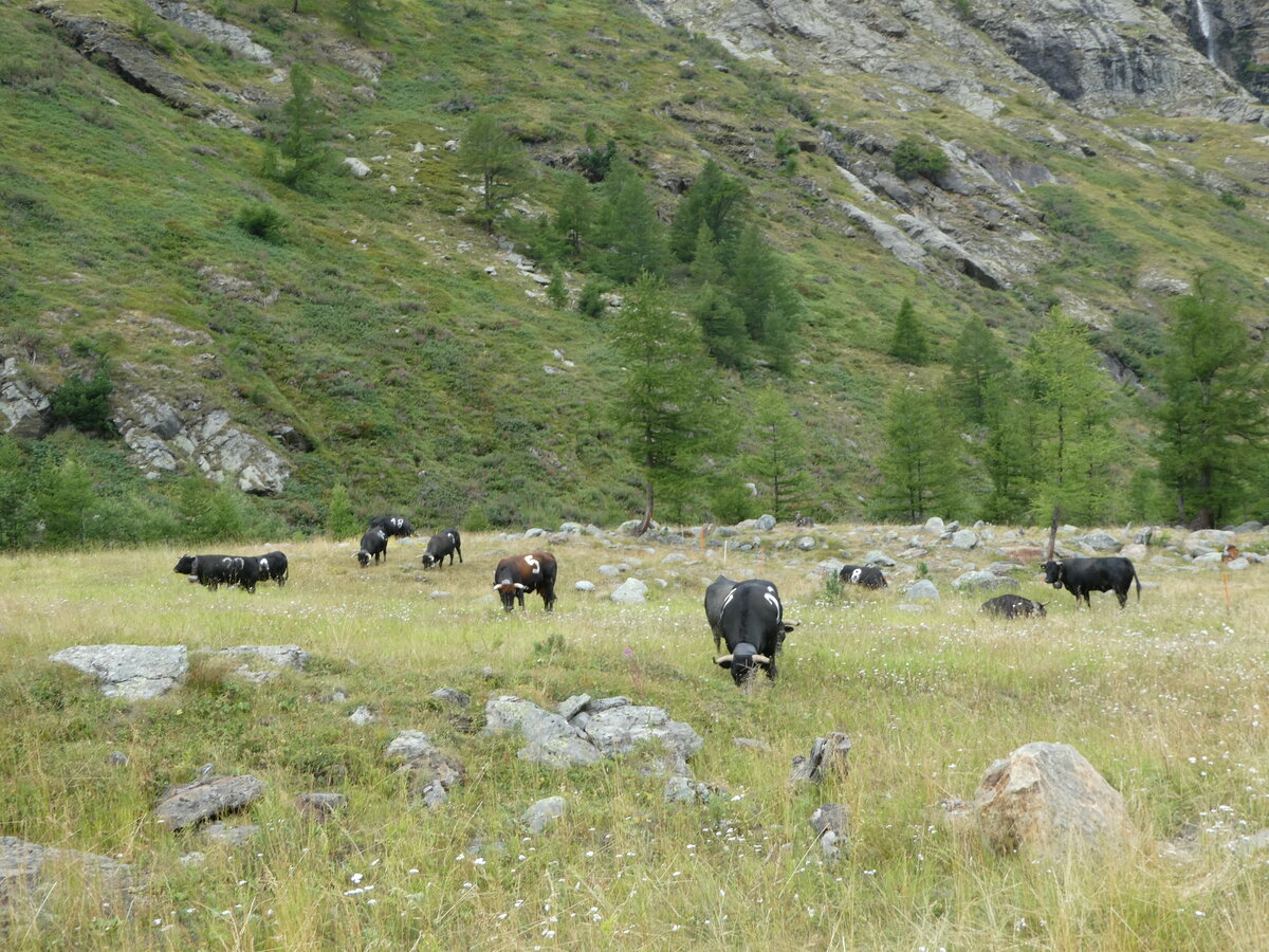 (253'858) - Eringer Khe am 15. August 2023 bei Saas-Almagell