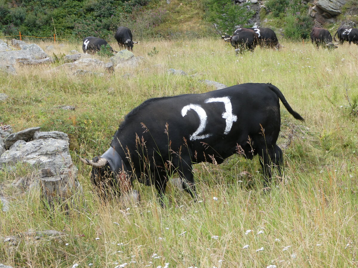 (253'863) - Eringer Khe am 15. August 2023 bei Saas-Almagell
