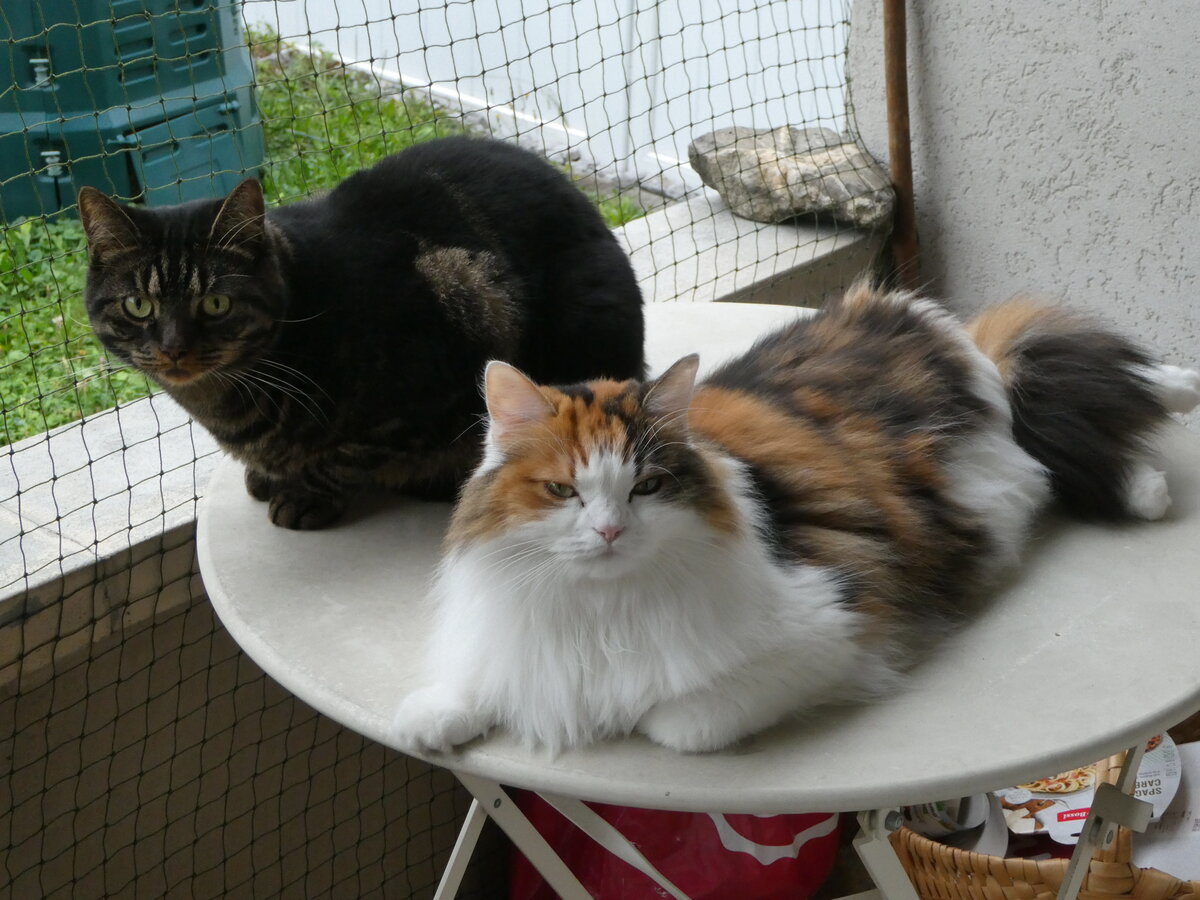 (255'760) - Kater Shaggy und Katze Nimerya am 30. September 2023 in Thun