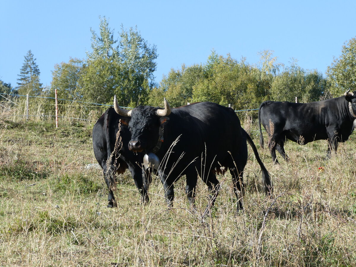 (256'015) - Eringer Khe am 8. Oktober 2023 bei Vercorin