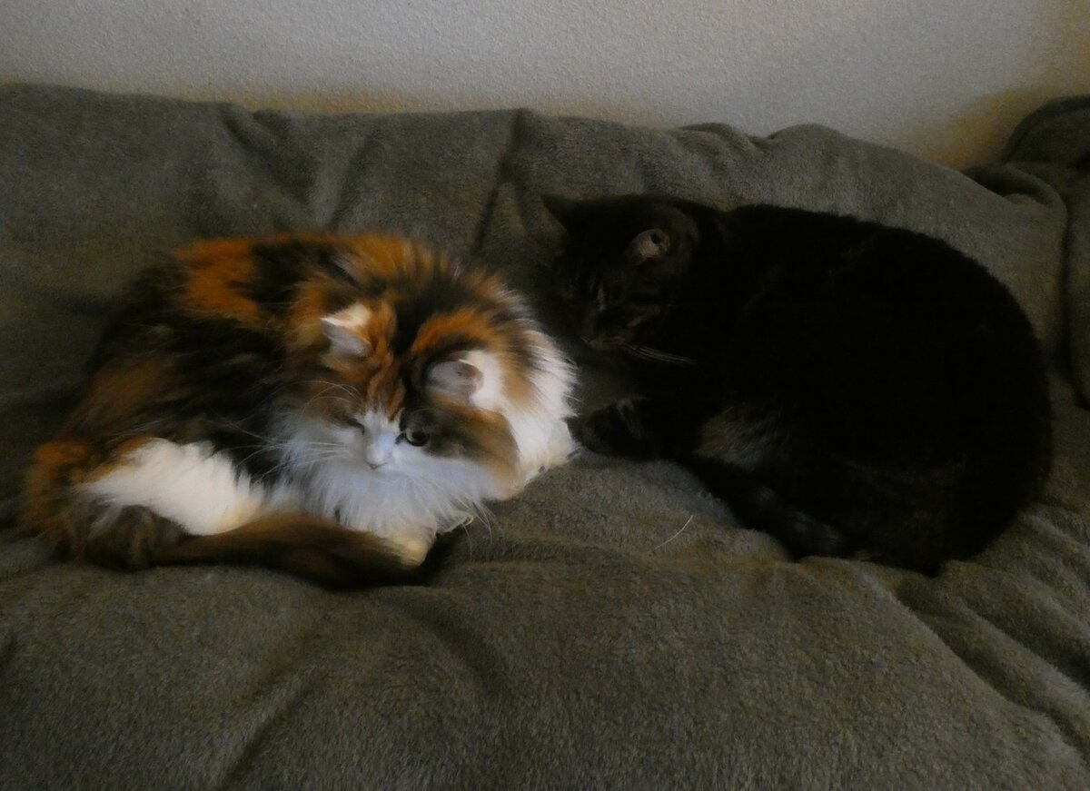 (258'649) - Nymeria und Shaggy auf dem Bett am 12. Januar 2024 in Thun