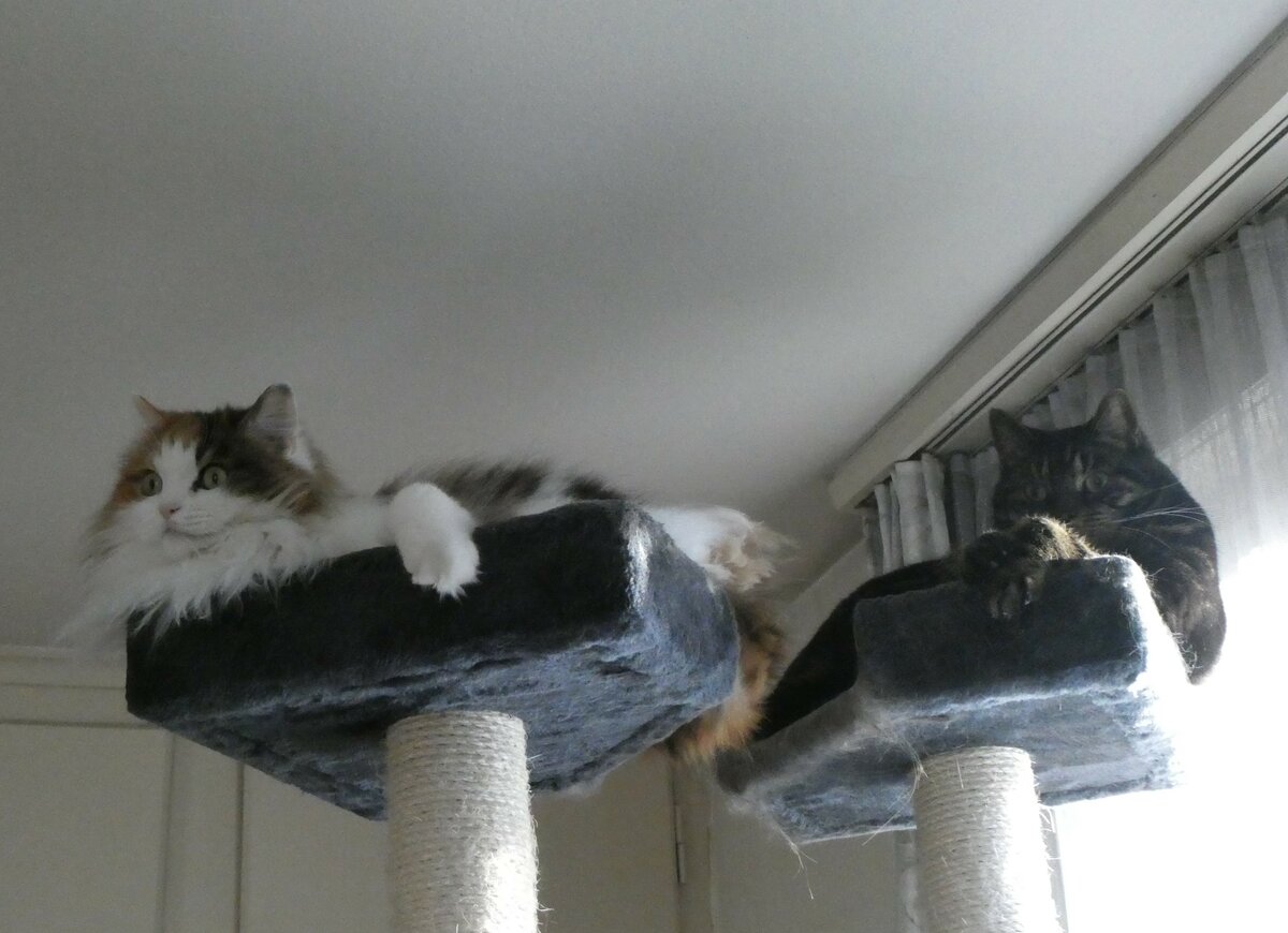 (259'142) - Katze Nymeria und Kater Shaggy in luftiger Hhe am 6. Februar 2024 in Thun 