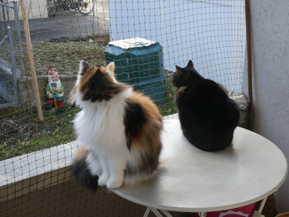 (259'477) - Nymeria und Shaggy auf dem Balkontischli am 19. Februar 2024 in Thun
