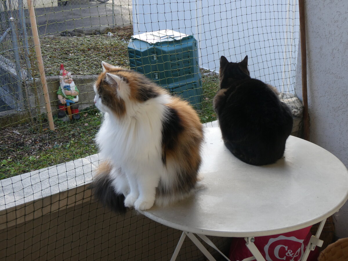 (259'478) - Nymeria und Shaggy auf dem Balkontischli am 19. Februar 2024 in Thun