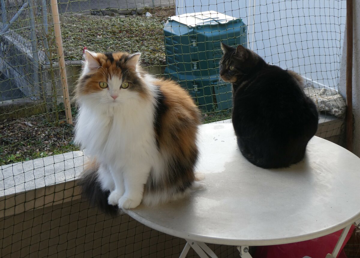 (259'479) - Nymeria und Shaggy auf dem Balkontischli am 19. Februar 2024 in Thun