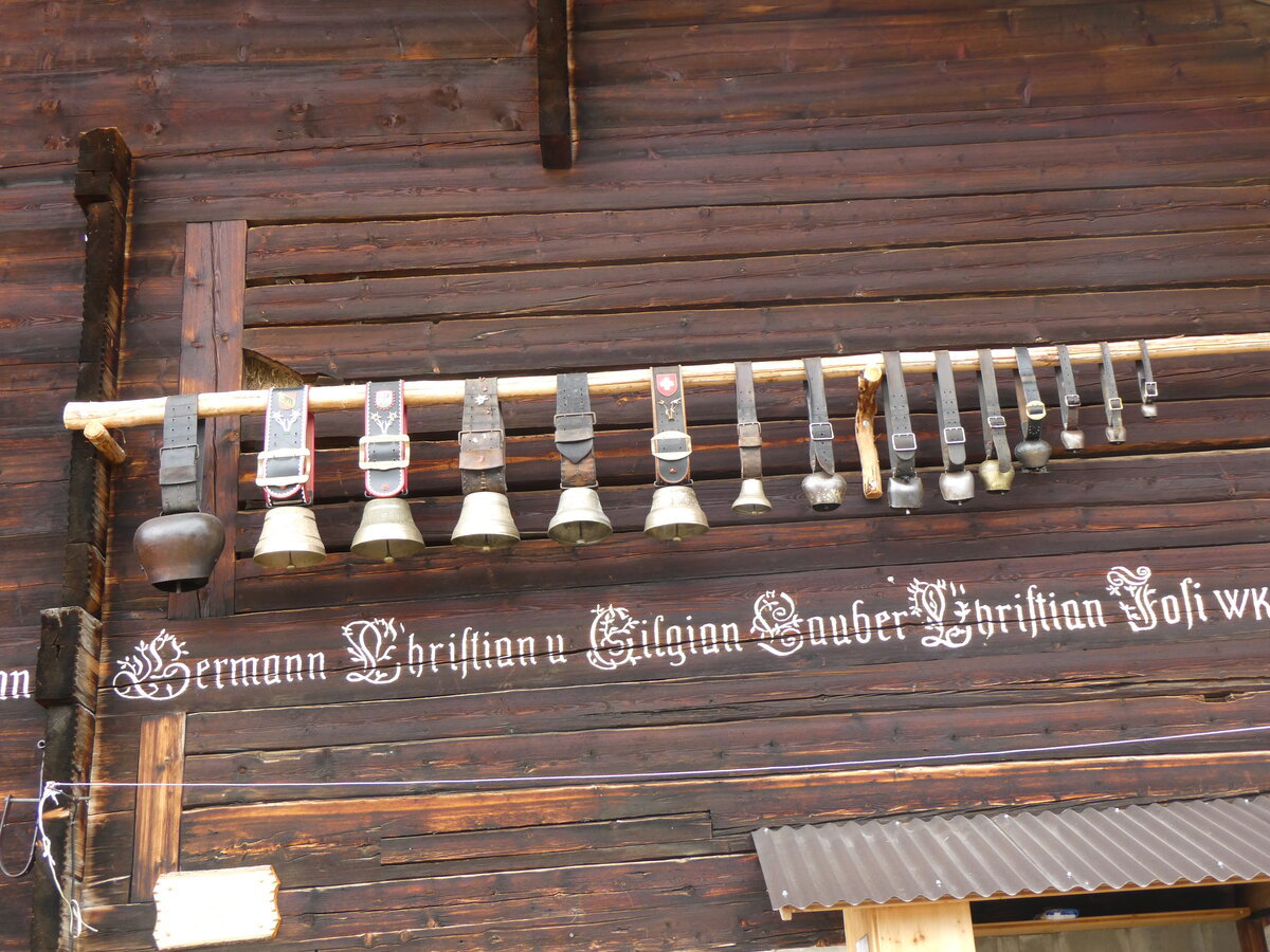 (259'518) - Kuhglocken und Treicheln am 22. Februar 2024 in Adelboden, Burriszun