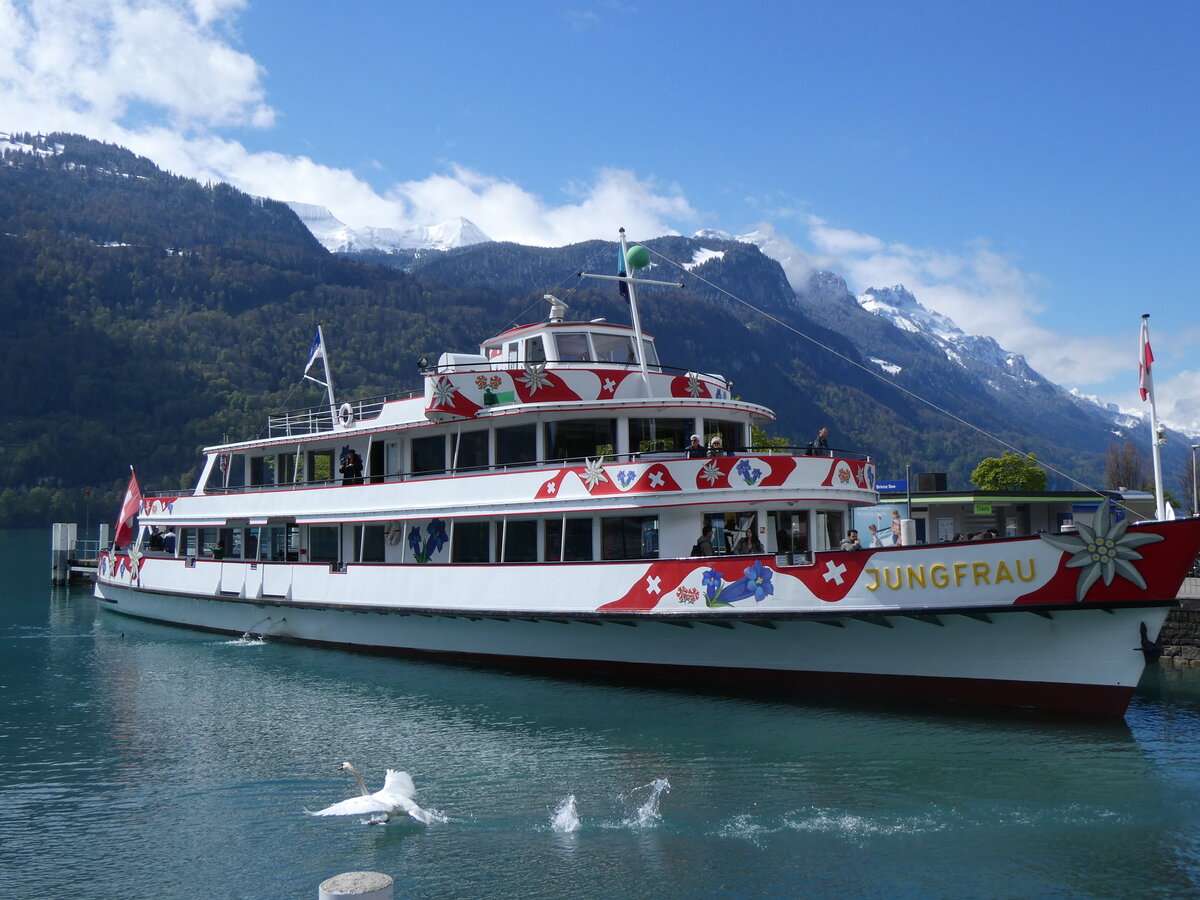 (261'695) - Motorschiff Jungfrau am 25. April 2024 an der Schifflndte Brienz