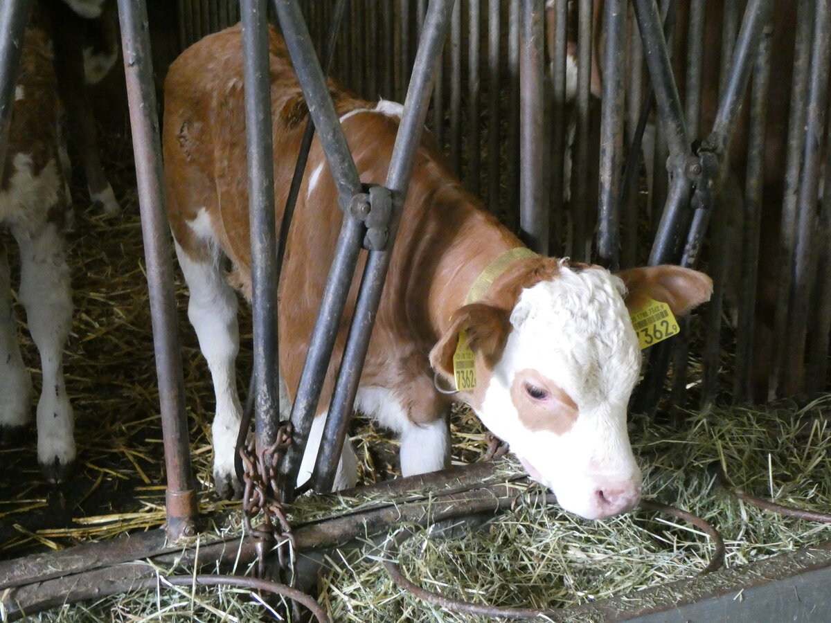 (263'180) - Klbchen beim Fressen am 26. Mai 2024 in Horn bei Drrenroth