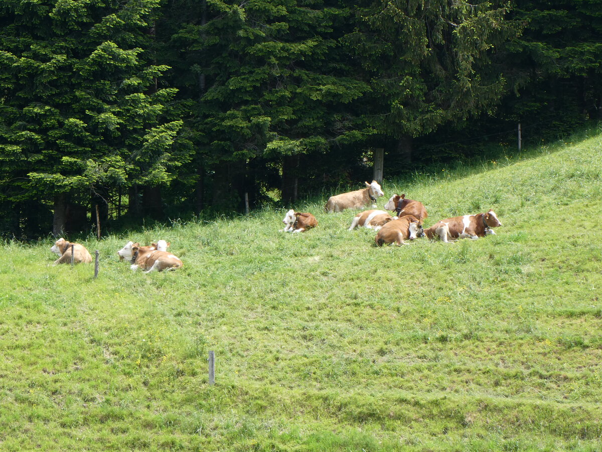 (263'185) - Weidende Khe am 26. Mai 2024 in Horn bei Drrenroth