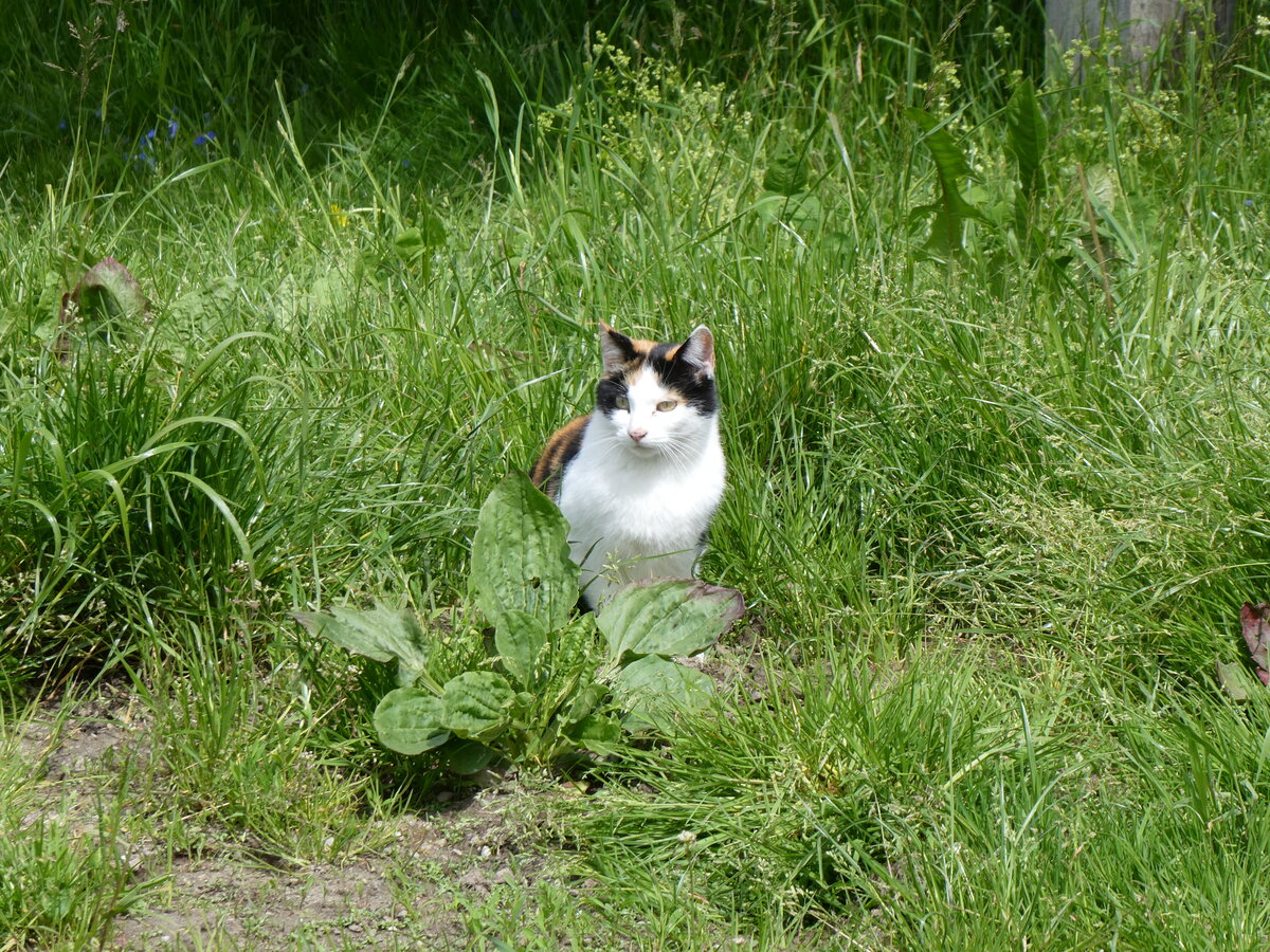 (263'190) - Katze am 26. Mai 2024 in Horn bei Drrenroth