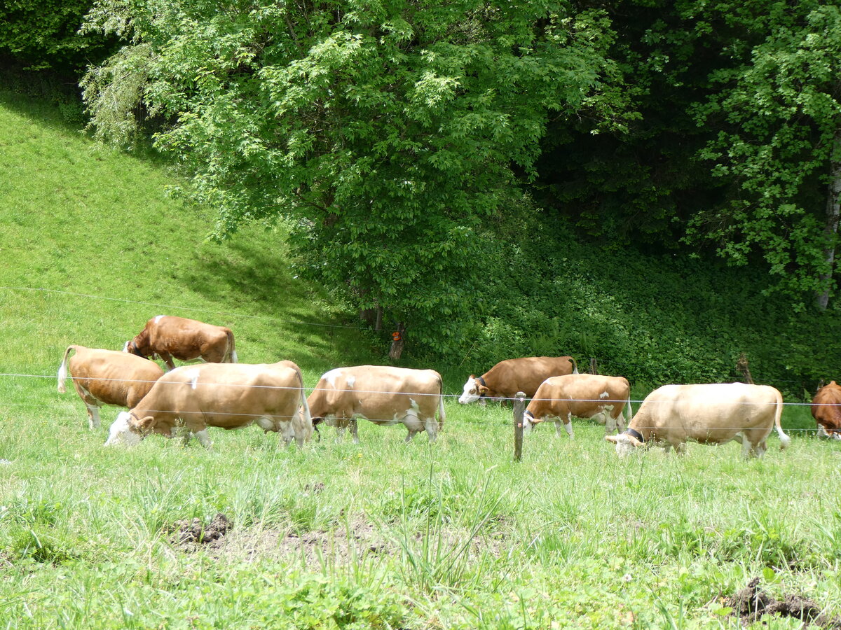 (263'191) - Weidende Khe am 26. Mai 2024 in Horn bei Drrenroth