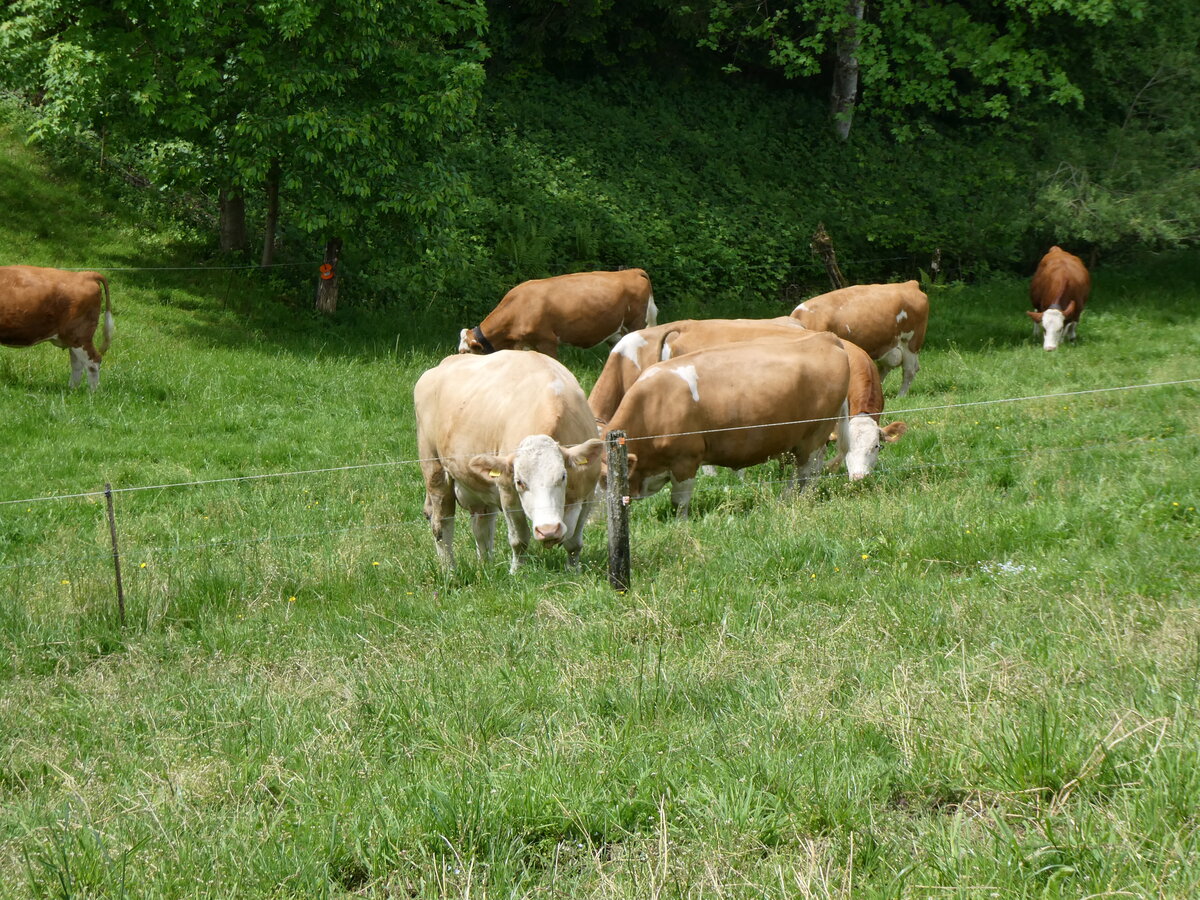 (263'192) - Weidende Khe am 26. Mai 2024 in Horn bei Drrenroth