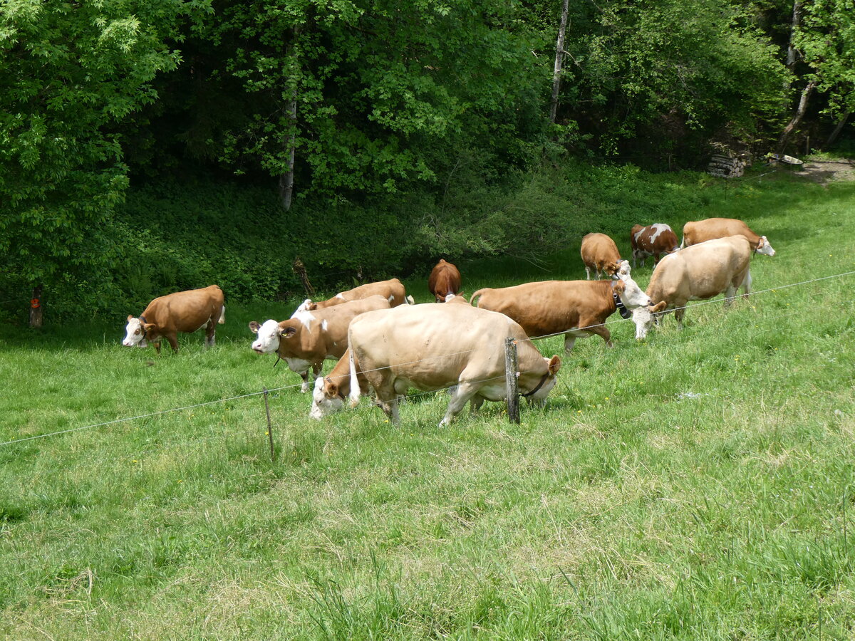 (263'193) - Weidende Khe am 26. Mai 2024 in Horn bei Drrenroth