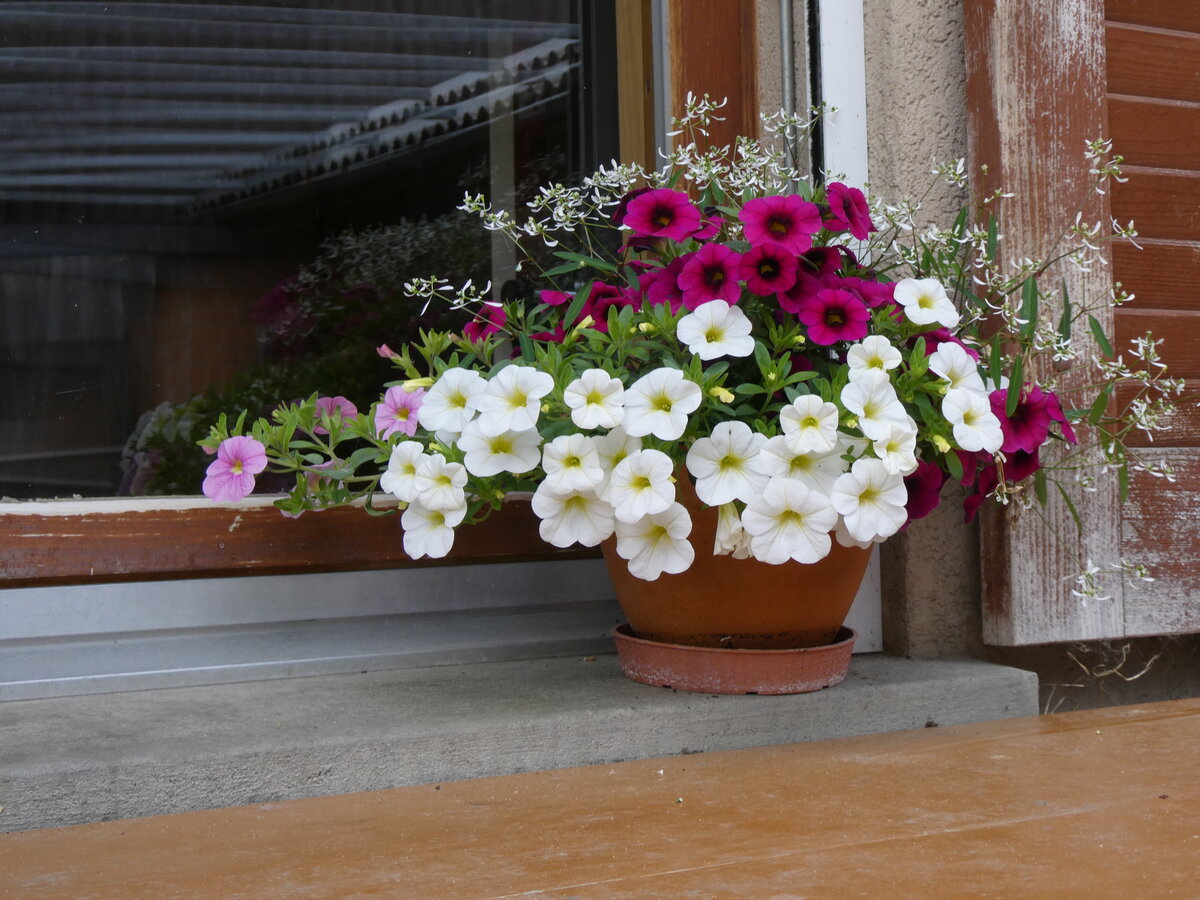 (263'194) - Blumen am 26. Mai 2024 in Horn bei Drrenroth