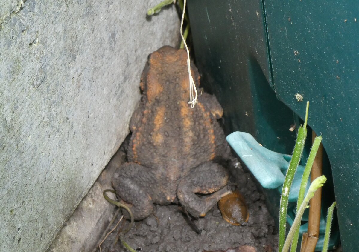(263'256) - Frosch kam nach dem Rasenmhen zum Vorschein am 29. Mai 2024 in Thun