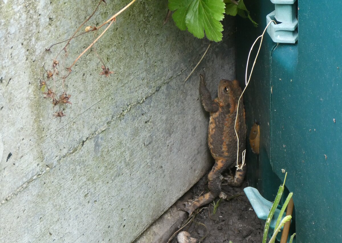 (263'263) - Frosch mit Schnecke unterwegs am 29. Mai 2024 in Thun