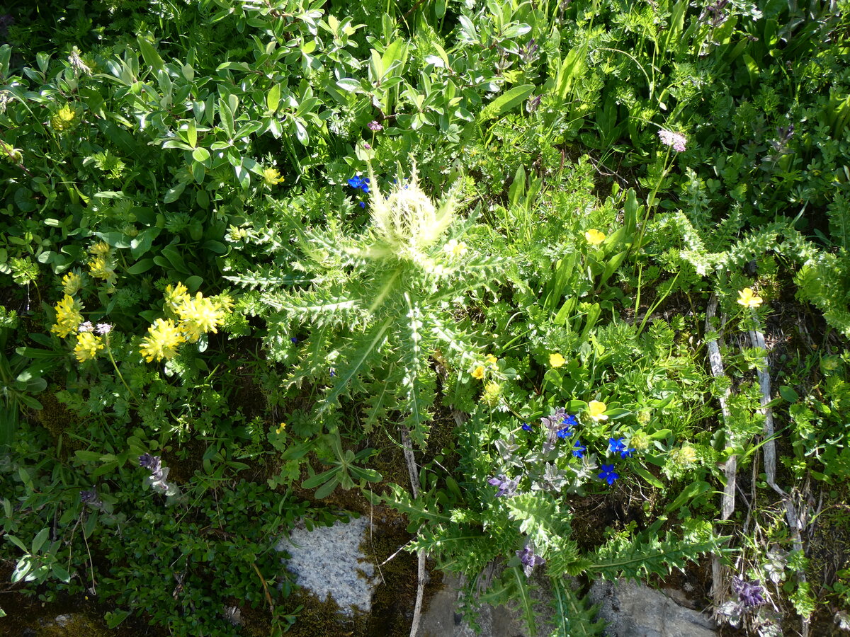 (265'174) - Alpenflora am 28. Juli 2024 am Oberaar