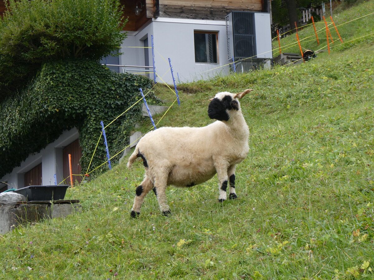 (267'731) - Schwarznasenschaf am 6. Oktober 2024 in Mund