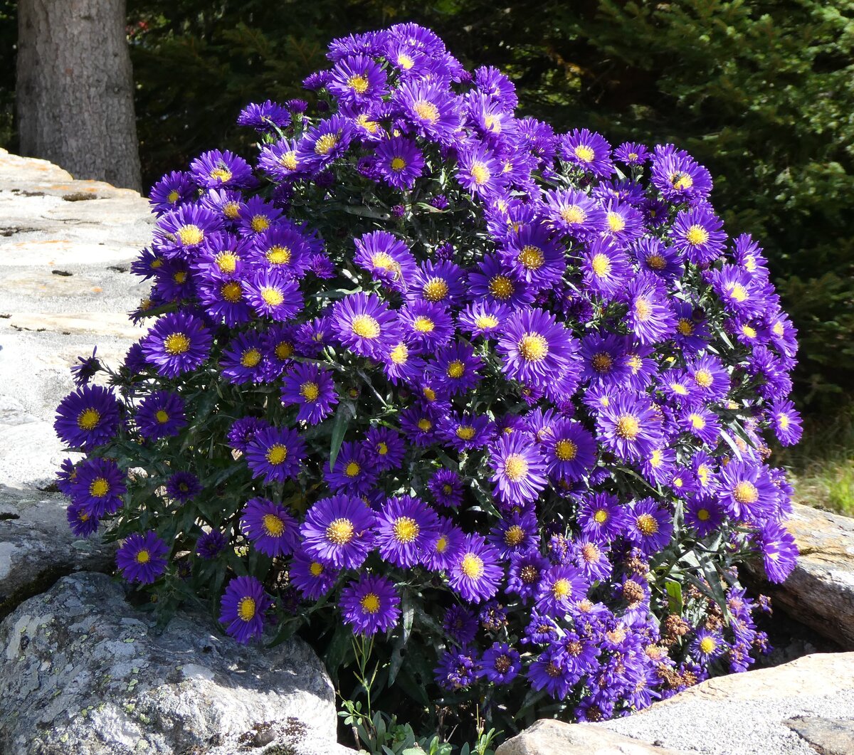 (267'776) - Blumen am 6. Oktober 2024 in Fld bei Binn
