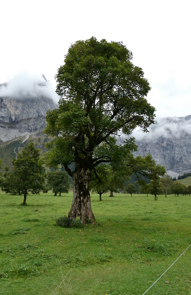 (280'485) - Ahorne am 17. September 2025 auf der Eng Alm in Eng