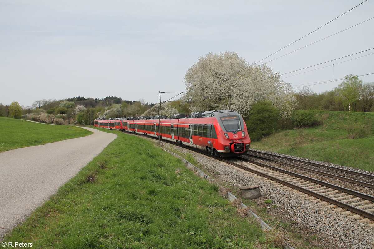 442 306 als RE50 RE58417 Nürnberg - Regensburg bei Pölling. 07.04.24